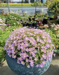 安徽羽叶报春盆栽 多年生耐阴花卉花期长盆栽阳台庭院丰花易爆盆