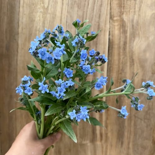 琉璃草 倒提壶 高山勿忘我盆栽阳台庭院观赏花卉好养多年宿根