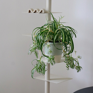 苏太植物 金边卷叶吊兰法国女郎 办公室室内桌面垂吊绿植网红盆栽