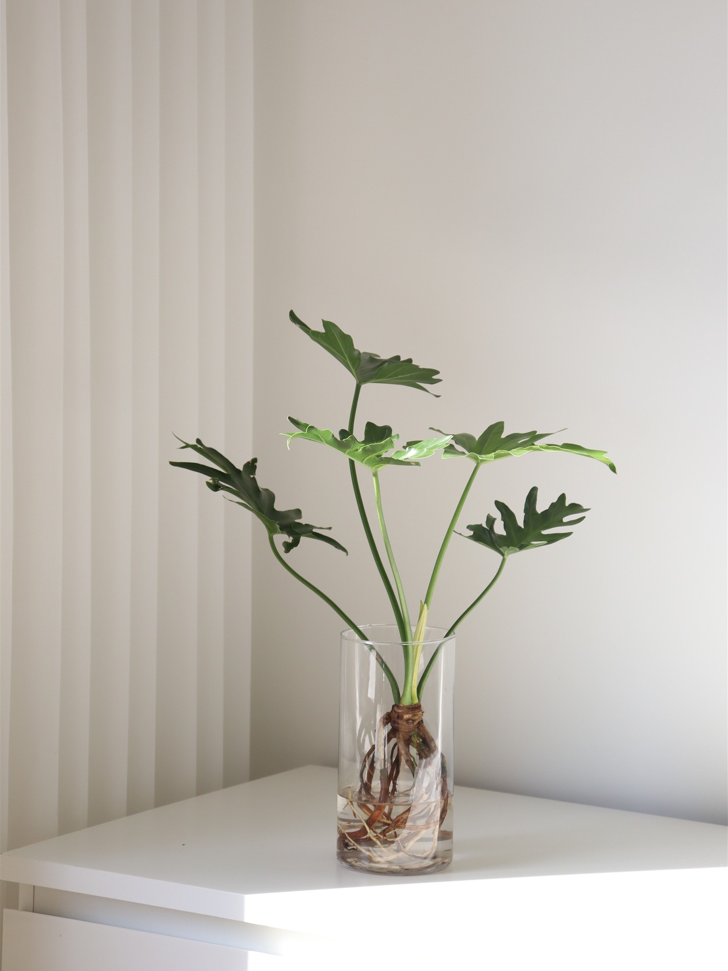 苏太植物 水培老桩龙鳞春羽 办公桌餐桌桌面四季常青带根水养植物