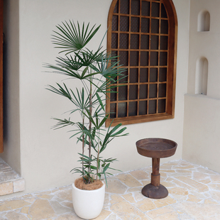 苏太植物 老桩金山棕竹盆栽 室内客厅旺宅大叶棕棕榈树 耐寒好养