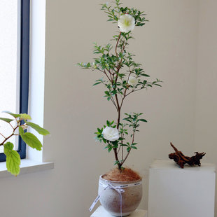 苏太植物 皋月杜鹃花盆栽舞小町 四季开花 阳台庭院好养耐寒耐热