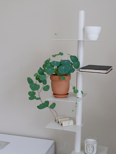 苏太植物招财龟山乌龟爬藤圆叶块根有趣绿植好养桌面室内盆栽