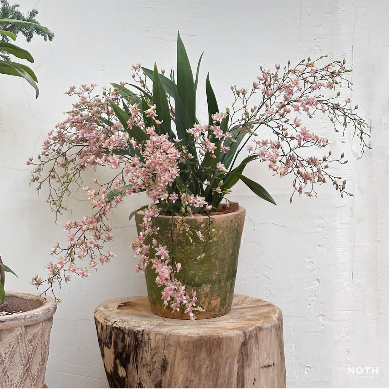 苏太植物 梦香兰文心兰盆栽 室内阳台客厅秋冬开花绿植年宵花好养