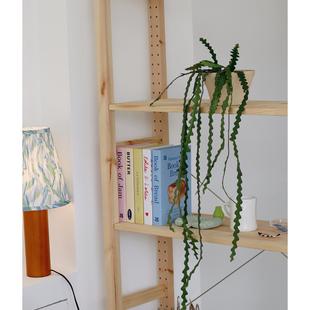 鱼骨令箭多肉植物 韩国小众阳台长藤垂吊盆栽 花卉绿植好养