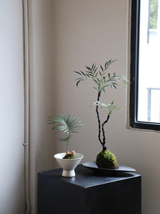 苏太植物 苔藓球盆栽 十大功劳日式茶几卫生间微盆景懒人桌面绿植