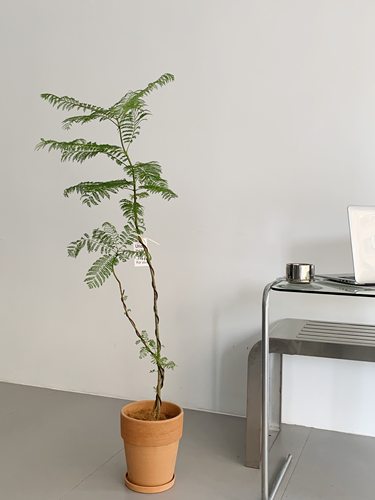 苏太植物韩风植物物美价廉