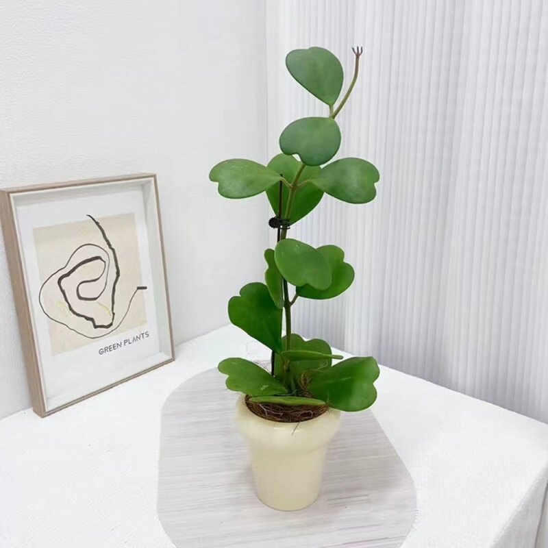 心叶球兰多肉植物室内阳台耐荫垂吊爬藤绿植盆栽四季好养心形球兰