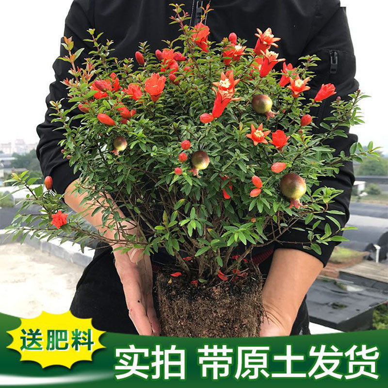 石榴盆景赏果树苗带果盆栽老桩带花阳台庭院四季开花仙草吉祥喜庆