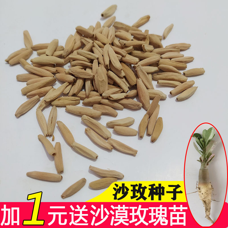 沙漠玫瑰花籽种子阳台庭院易活盆栽花卉苗圃自产沙玫种籽单瓣粉色