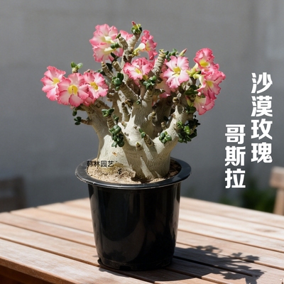 哥斯拉沙漠玫瑰卷叶耐旱块根植物