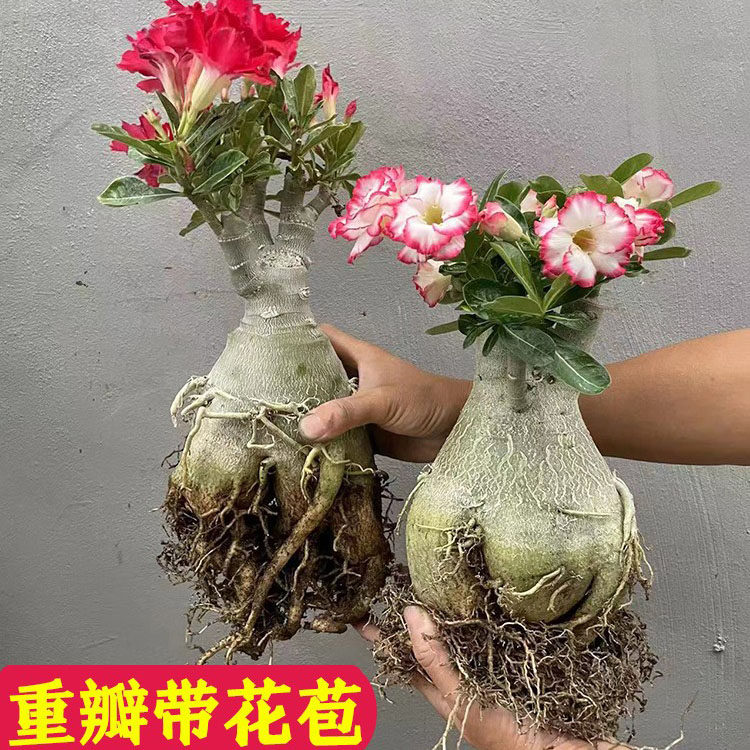 重瓣沙漠玫瑰8年老桩花苗带花苞阳台庭院耐热耐旱好养绿植盆栽