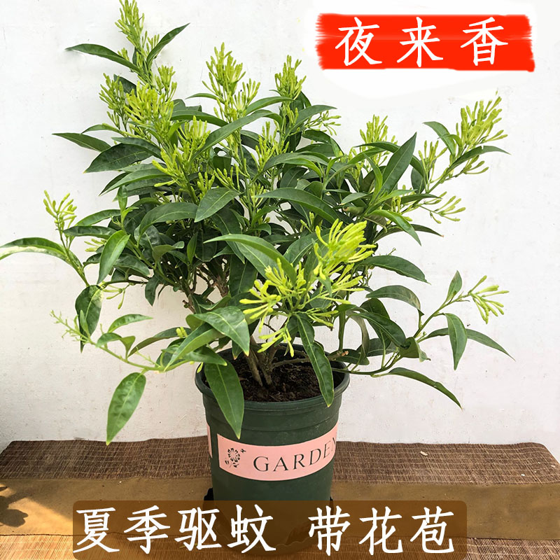 夜来香盆栽花卉带花苞夏季驱蚊香草树苗室内外阳台庭院可栽种好养 鲜花速递/花卉仿真/绿植园艺 时令草本花卉 原图主图