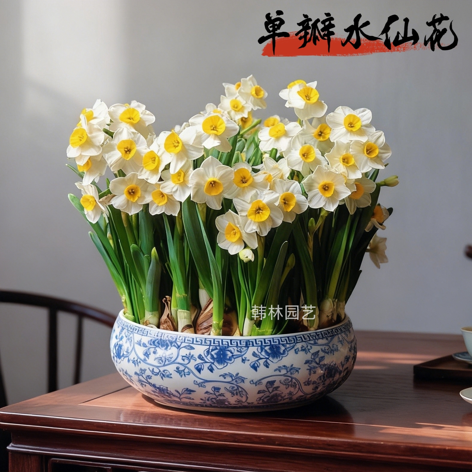 单瓣漳州水仙种球水培花卉植物