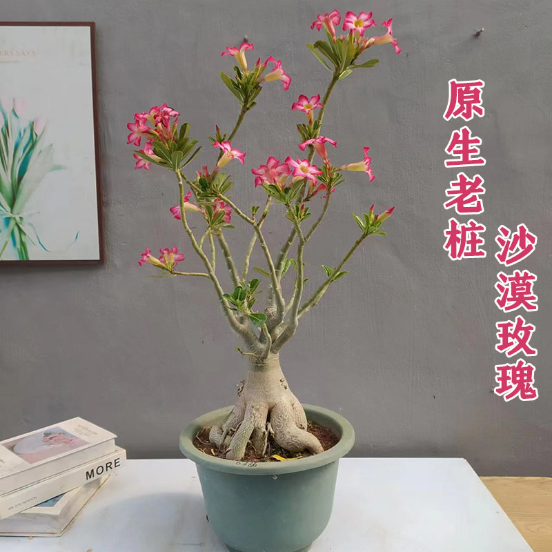 单瓣原生老桩沙漠玫瑰大苗带花苞耐旱好养阳台庭院观花植物盆景-封面