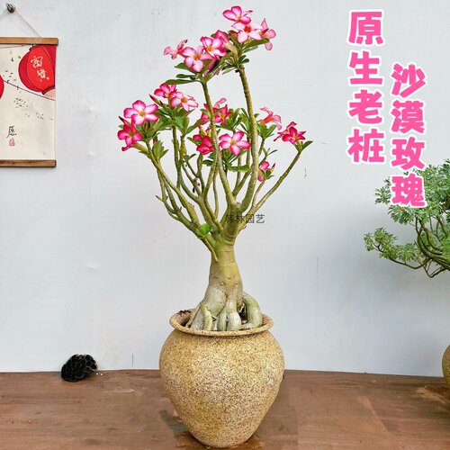 老桩原生绿皮沙漠玫瑰