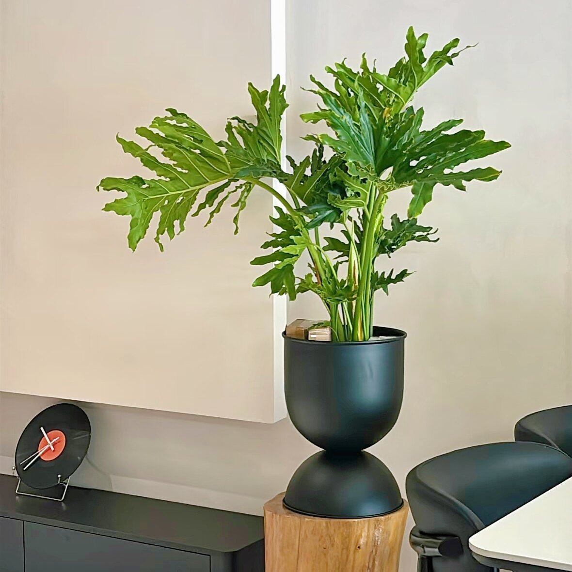 春羽大苗盆栽办公室客厅四季好养小天使绿植耐荫净化空气植物