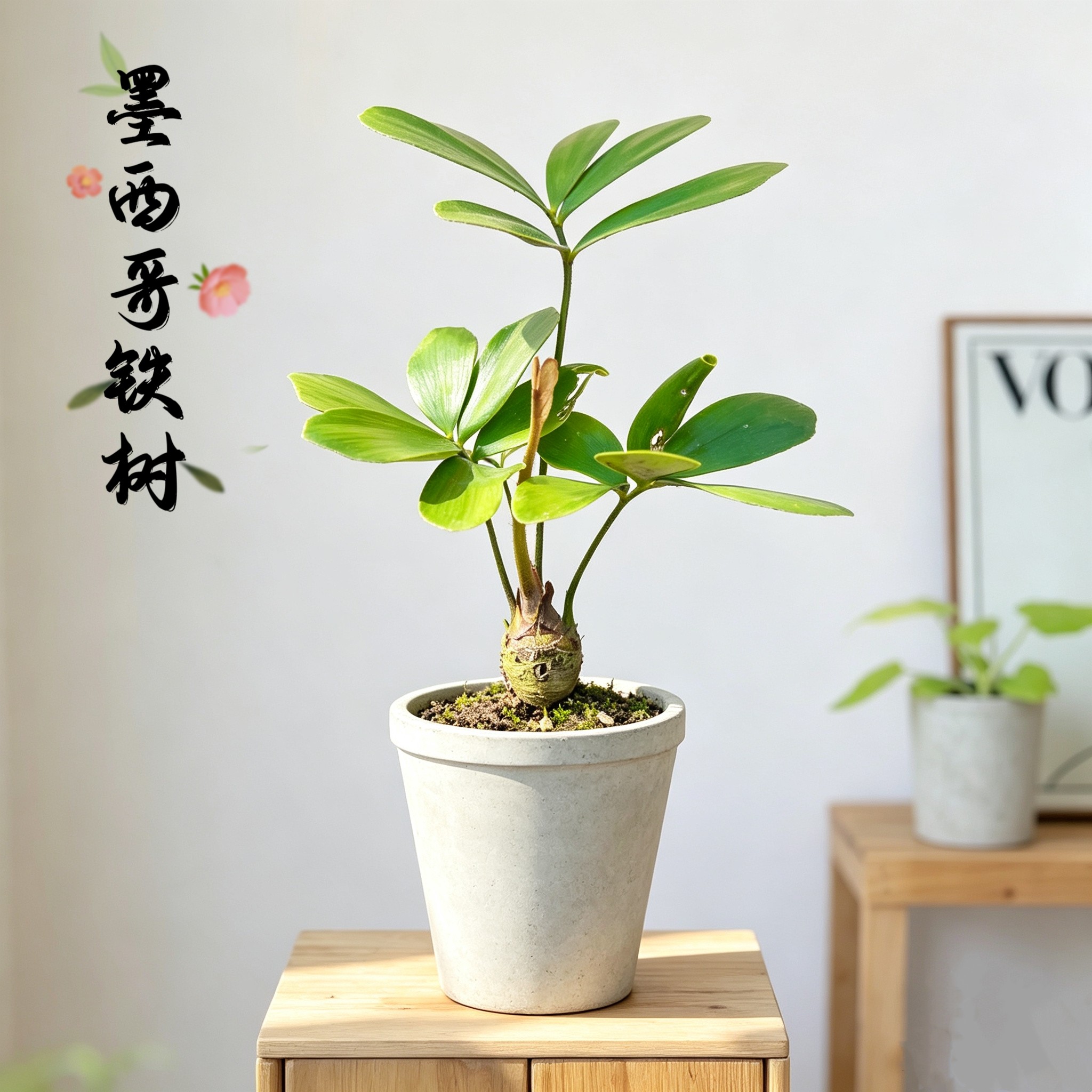 墨西哥铁树老桩块根盆栽幸运铁 办公室茶桌绿植耐阴耐旱好养盆景