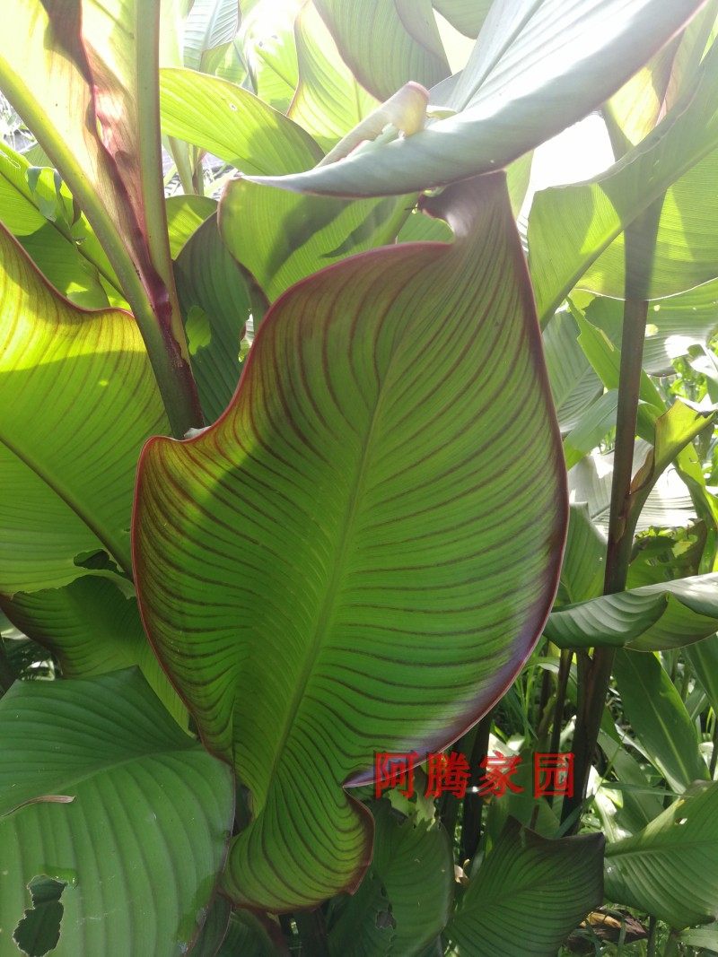 芭蕉芋藕芋姜芋番鬼芋竹节芋旱藕蕉藕食用竹芋高大观叶绿植