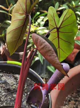 夏威夷樱桃海芋Colocasia esculenta'Hawaiian Punch天南星科观叶