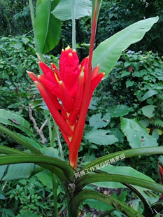 红蕉花Musa coccinea Andrews红花芭蕉芭蕉科芭蕉属观花观叶绿植