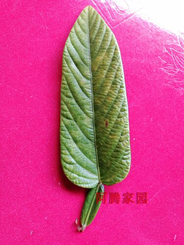 葫芦茶剃刀柄金剑草咸鱼草牛虫草百劳舌迫颈草懒狗舌
