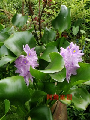 凤眼莲水葫芦水芙蓉水浮莲观赏水生植物鱼池塘鱼缸污水净化水草