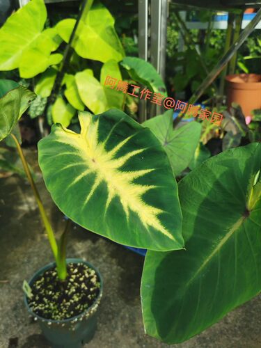 毛伊岛日出水芋茂宜岛日出海芋Colocasia  maui sunrise天南星科