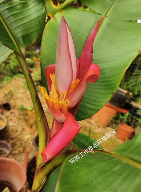 阿希蕉Musa velutina粉红果芭蕉红花芭蕉红朝天蕉绒毛蕉花