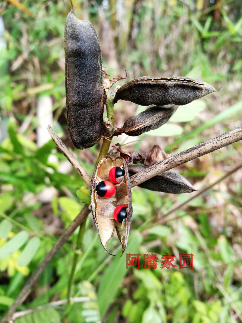 相思子鸡母珠美人豆相思豆孔雀豆红豆藤本观叶观果盆栽地栽绿植