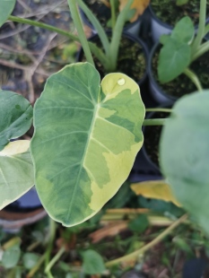 黄色安达曼芋Leucocasia Gigantea Yellow Andaman大野芋象耳芋锦