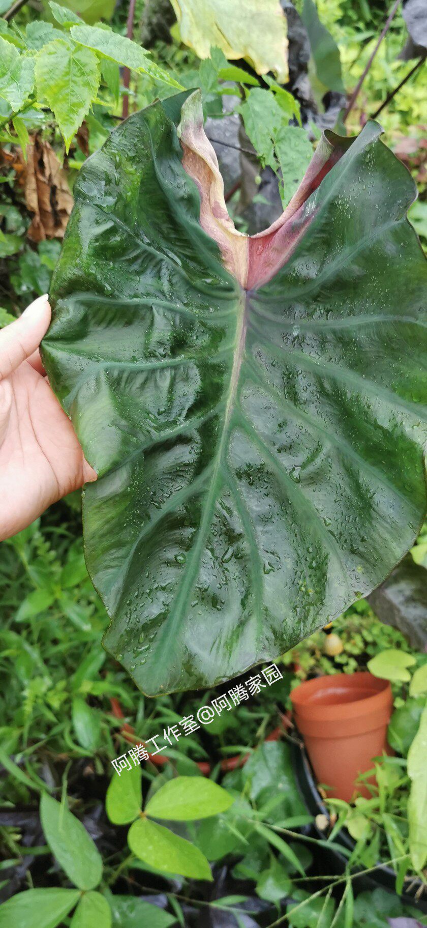 秘密芋Colocasia Secret黑叶芋锦叶芋天南星科芋属观叶绿植