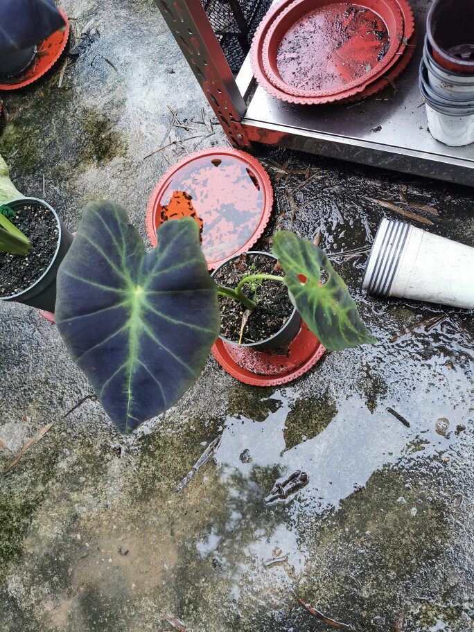 幻视海芋colocasia illustri黑美人海芋colocasia black beauty