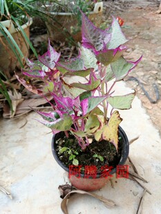 彩叶番薯粉红叶地瓜花叶山芋紫薯粉色叶片观叶植物彩色绿植