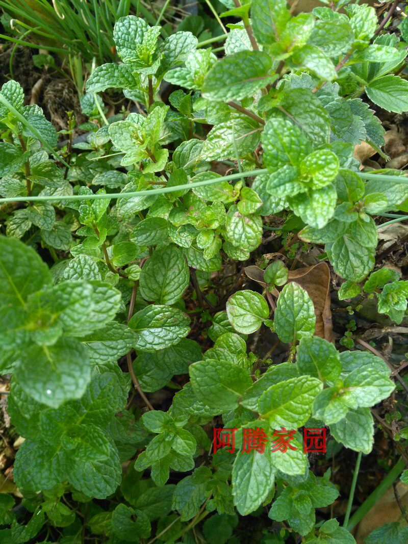 香水薄荷苗食用薄荷皱叶留兰香薄荷阳台盆栽食用香草植物