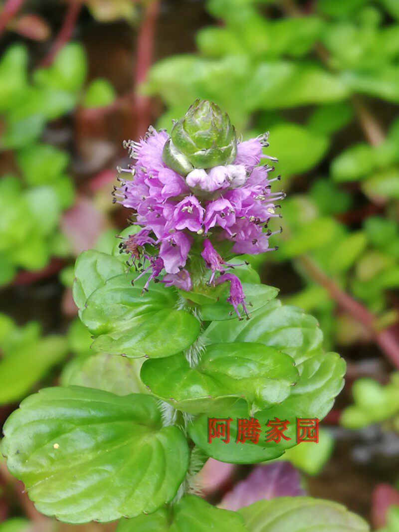 水香菜 水香薷湿地香薷傣族傣味调料蔬菜香草香料