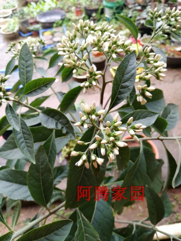 南非叶斑鸠菊将军叶苦茶苦叶茶盆栽中草药绿植观花观叶植物