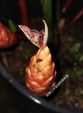 光果姜Zingiber nudicarpum D. Fang姜科姜属观花绿植非红球姜