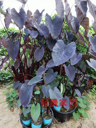 黑叶芋头黑魔法芋紫芋沼泽过滤雨林缸天南星科芋属彩叶芋观叶绿植
