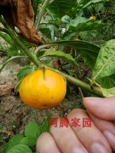 黄水茄黄果茄茄科观果植物茄果盆栽浆果盆景喜庆果吉庆果嫁接砧木