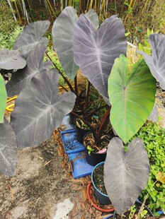 永夜海芋黑叶芋天南星科芋属观叶绿植不是黑魔法不是黑色奔跑者