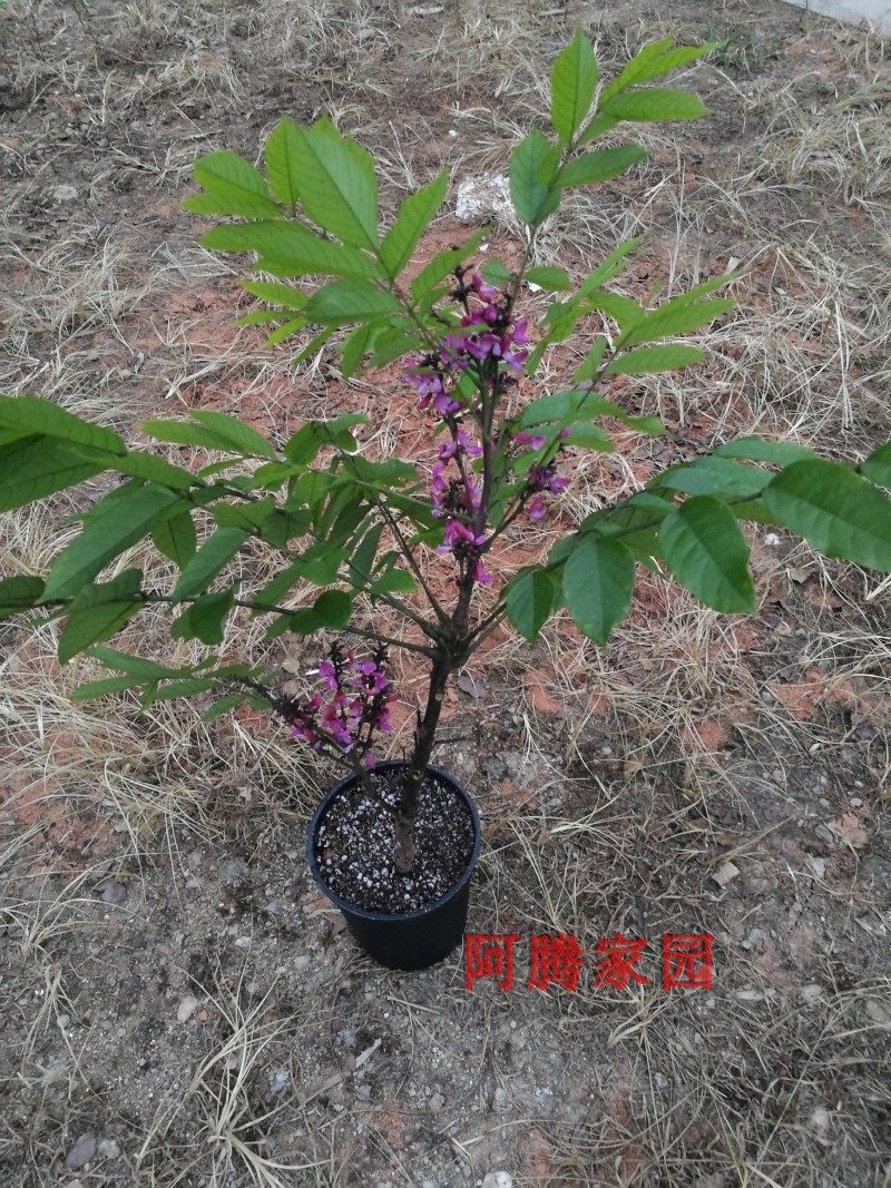 玉郎伞大罗伞龙眼参小牛力粉罗伞铁雨伞铁凉伞干花豆疏叶崖豆藤,鲜花速递/花卉仿真/绿植园艺,时令草本花卉,淘宝优惠券,粉丝福利购,淘宝优惠卷