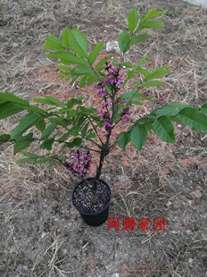 玉郎伞大罗伞龙眼参小牛力粉罗伞铁雨伞铁凉伞干花豆疏叶崖豆藤