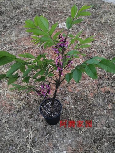 玉郎伞大罗伞龙眼参小牛力粉罗伞铁雨伞铁凉伞干花豆疏叶崖豆藤