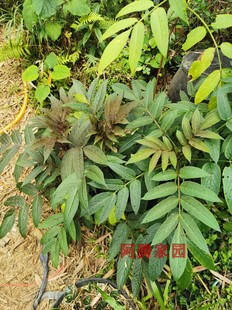 接骨草小接骨丹陆英八棱麻臭草走马风七叶麻走马箭观赏药用绿植苗