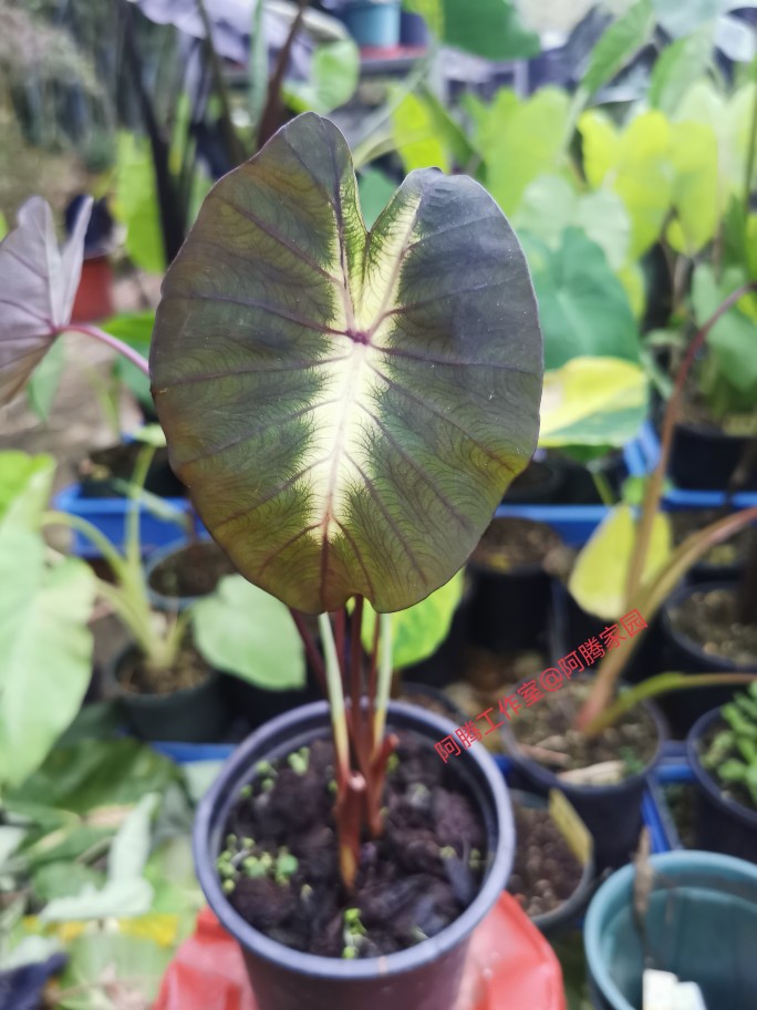 热带风暴芋Colocasia'Tropical Storm天南星科芋属多年生观叶绿植