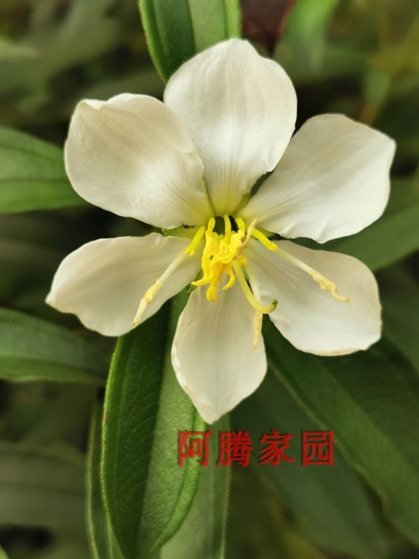 白花野牡丹观花常绿灌木野牡丹科绿植四季开花观果盆栽花园植物