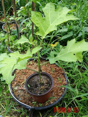 水茄子野茄子刺茄子观果绿植药食两用植物