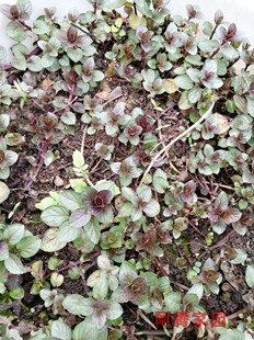 糖果薄荷 可食用香草苗 芳香植物 香草绿植 盆栽香草 香草料理
