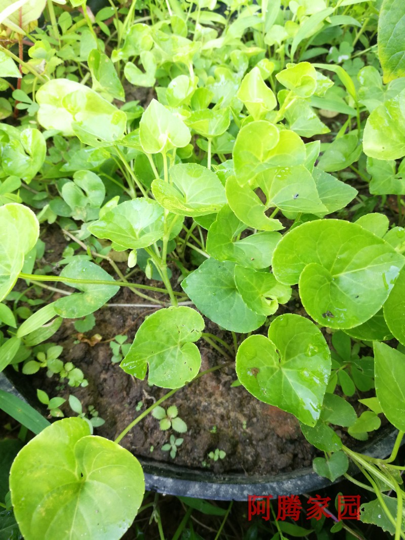 如意草白犁头草弧茎堇菜白三百棒红三百棒藤蔓地丁藤蔓犁头草